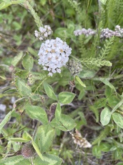 Achillea