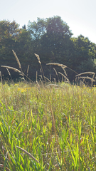 Phalaris arundinacea