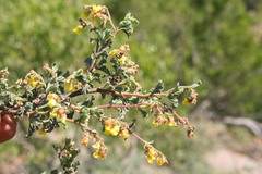 Hermannia althaeifolia