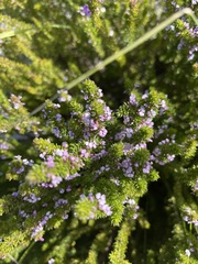 Muraltia satureioides