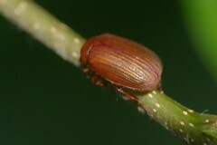 Serica brunnea