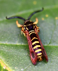 Pennisetia marginatum