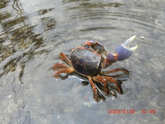 Chasmagnathus convexus
