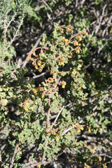 Hermannia althaeifolia