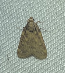 Aglossa