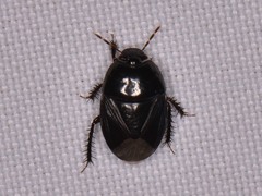 Pangaeus bilineatus