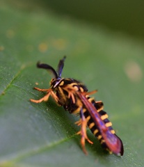 Pennisetia marginatum