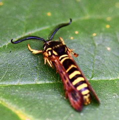 Pennisetia marginatum