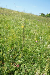 Verbascum spectabile