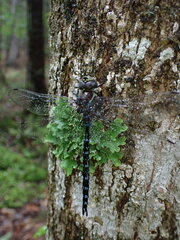 Aeshna tuberculifera