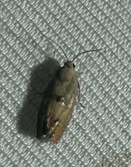 Cydia latiferreana