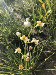 Sagittaria