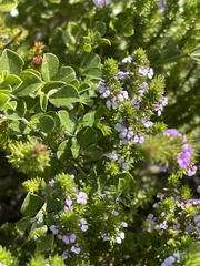 Muraltia satureioides