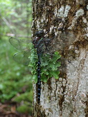 Aeshna tuberculifera