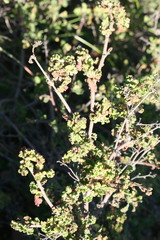 Hermannia althaeifolia