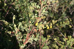 Hermannia althaeifolia