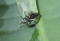 Megachilidae