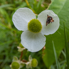 Prochoreutis inflatella