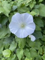 Calystegia
