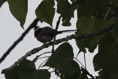 Aegithalos caudatus