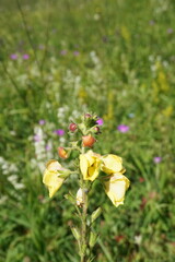 Verbascum spectabile