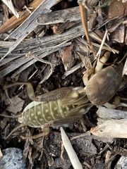 Neoscapteriscus borellii