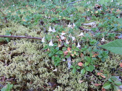 Linnaea borealis