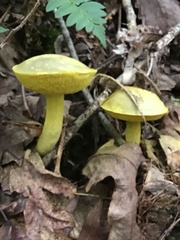 Retiboletus