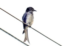 Dicrurus caerulescens