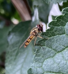 Episyrphus balteatus