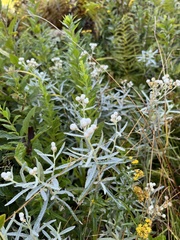 Anaphalis margaritacea