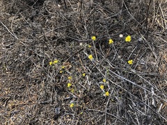 Lessingia germanorum