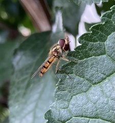 Episyrphus balteatus