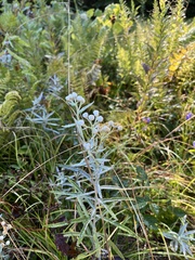 Anaphalis margaritacea