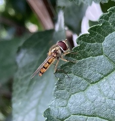 Episyrphus balteatus