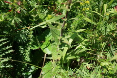 Verbascum spectabile