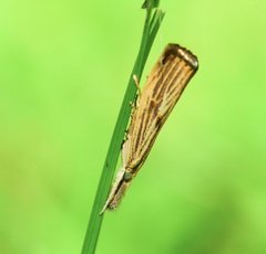 Agriphila