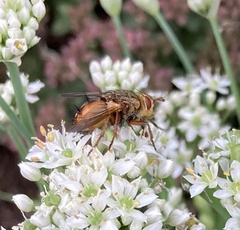 Tachina fera