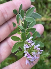 Lespedeza