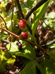 Rubus flagellaris