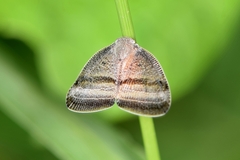 Ricania taeniata