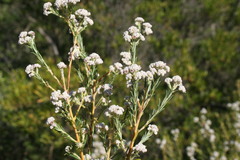 Phylica cryptandroides