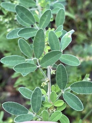 Lespedeza