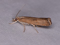 Parapediasia teterrellus