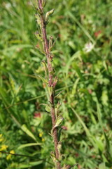 Verbascum spectabile
