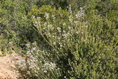 Phylica cryptandroides