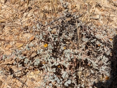 Adesmia spinosissima