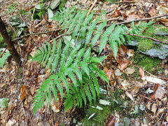 Dryopteris marginalis
