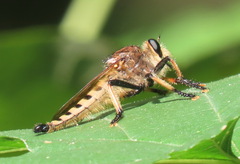 Promachus rufipes