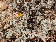 Adesmia spinosissima